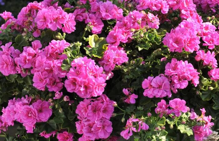 Muškát, pelargonie převislá jednoduchá 'Atlantic Blue' - Pelargonium peltatum 'Atlantic Blue'