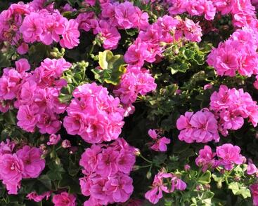 Muškát, pelargonie převislá plnokvětá 'Atlantic Blue'