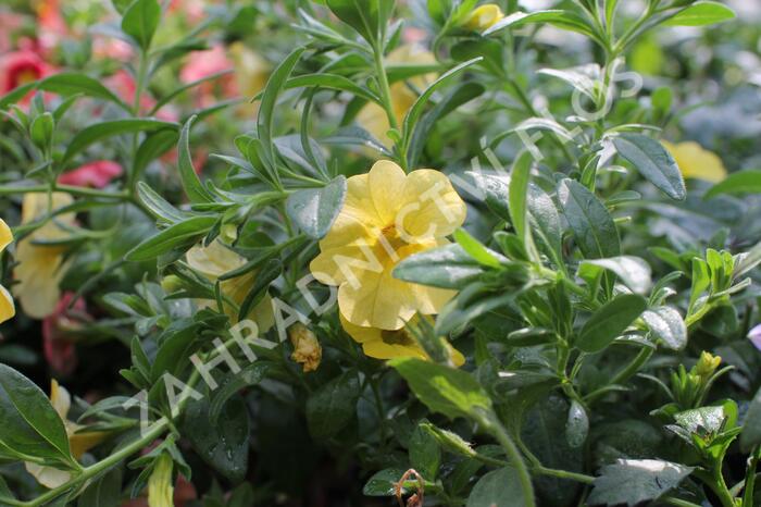 Minipetúnie, Million Bells 'Calita Gold Shimmer' - Calibrachoa hybrida 'Calita Gold Shimmer'