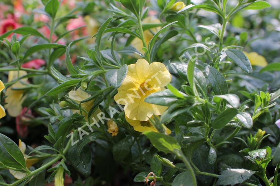 Minipetúnie, Million Bells 'Calita Gold Shimmer' - Calibrachoa hybrida 'Calita Gold Shimmer'