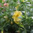 Minipetúnie, Million Bells 'Calita Gold Shimmer' - Calibrachoa hybrida 'Calita Gold Shimmer'