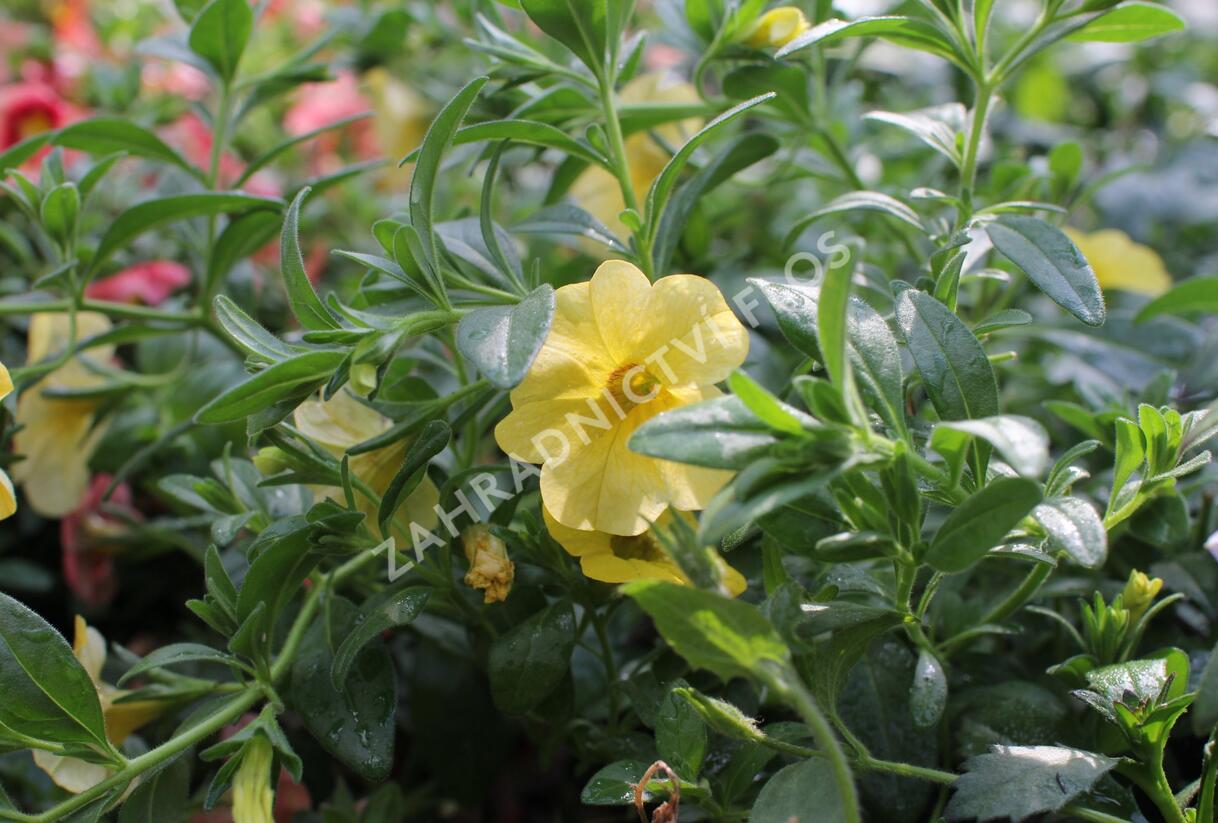 Minipetúnie, Million Bells 'Calita Gold Shimmer' - Calibrachoa hybrida 'Calita Gold Shimmer'