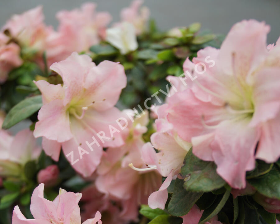 Azalka japonská 'Bloom Champion Salmon' - Azalea japonica 'Bloom Champion Salmon'