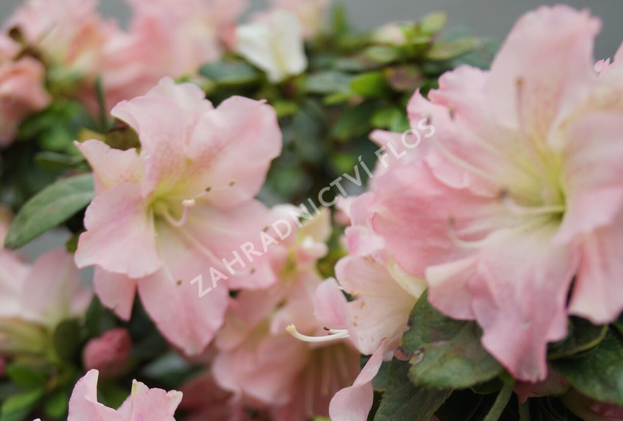Azalka japonská 'Bloom Champion Salmon' - Azalea japonica 'Bloom Champion Salmon'
