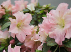 Azalka japonská 'Bloom Champion Salmon' - Azalea japonica 'Bloom Champion Salmon'