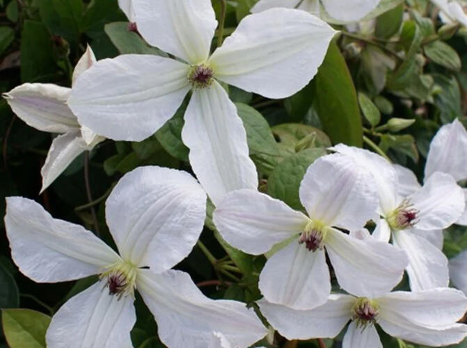 Plamének 'Forever Friends' - Clematis 'Forever Friends'