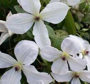 Plamének 'Forever Friends' - Clematis 'Forever Friends'