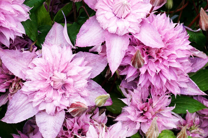 Plamének 'Multi Pink' - Clematis 'Multi Pink'