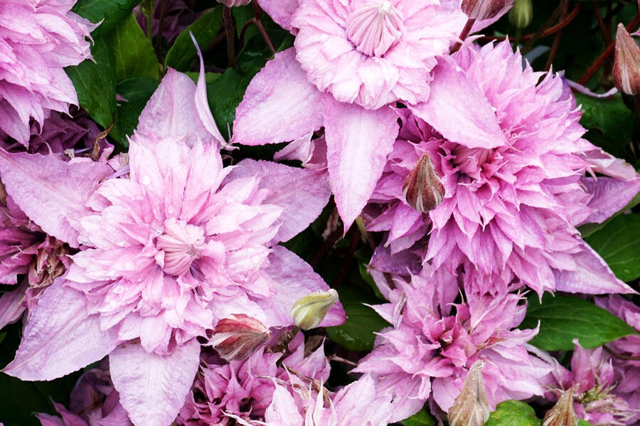 Plamének 'Multi Pink' - Clematis 'Multi Pink'