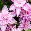 Plamének 'Multi Pink' - Clematis 'Multi Pink'