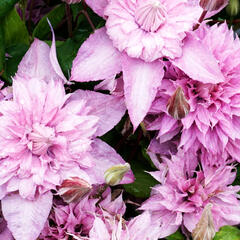 Plamének 'Multi Pink' - Clematis 'Multi Pink'