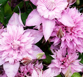 Plamének 'Multi Pink' - Clematis 'Multi Pink'