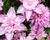Plamének 'Multi Pink'
