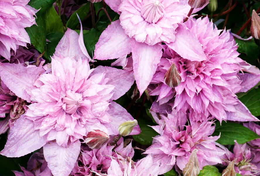 Plamének 'Multi Pink' - Clematis 'Multi Pink'