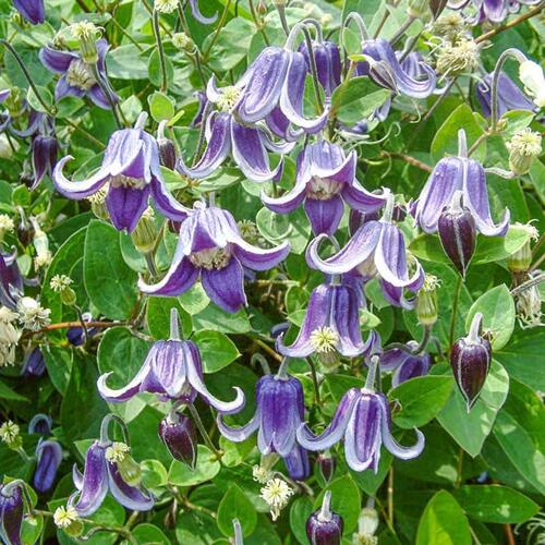 Plamének 'Fascination' - Clematis 'Fascination'