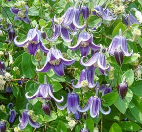 Plamének 'Fascination' - Clematis 'Fascination'