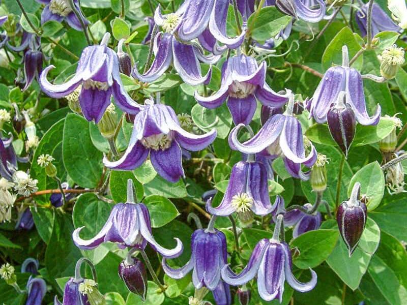 Plamének 'Fascination' - Clematis 'Fascination'
