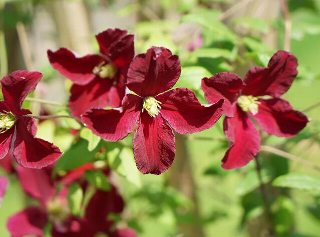 Plamének vlašský 'Vitiwester' - Clematis viticella 'Vitiwester'