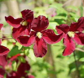 Plamének vlašský 'Vitiwester' - Clematis viticella 'Vitiwester'