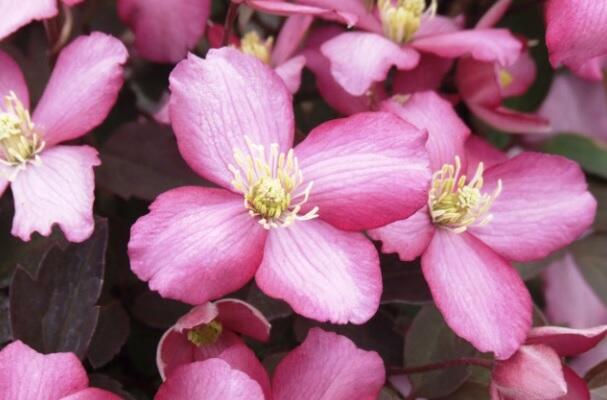 Plamének horský 'Van Gogh' - Clematis montana 'Van Gogh'