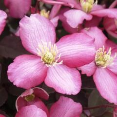 Plamének horský 'Van Gogh' - Clematis montana 'Van Gogh'