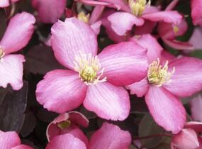 Plamének horský 'Van Gogh' - Clematis montana 'Van Gogh'