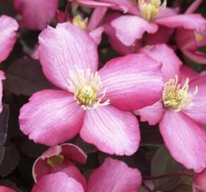 Plamének horský 'Van Gogh' - Clematis montana 'Van Gogh'