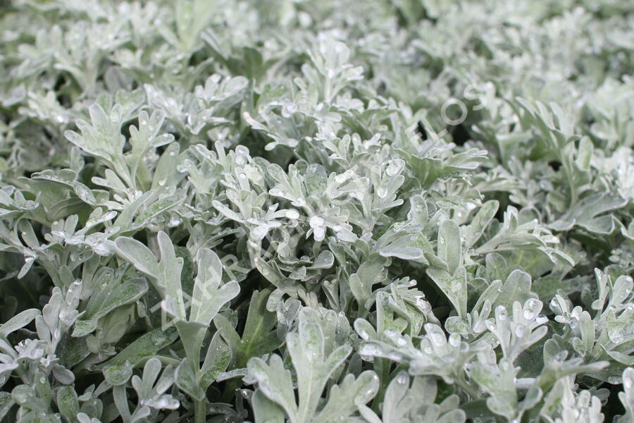 Pelyněk stříbřitý 'Silver Brocade' - Artemisia stelleriana 'Silver Brocade'