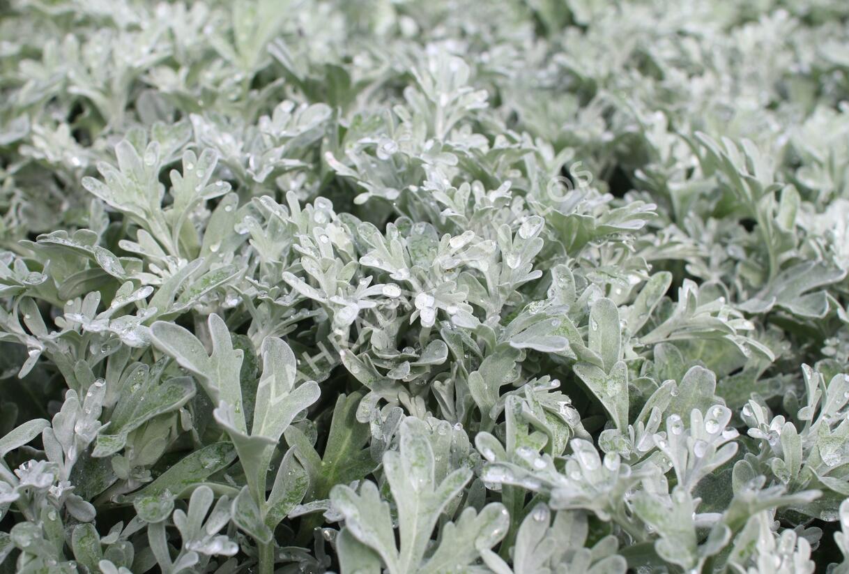 Pelyněk stříbřitý 'Silver Brocade' - Artemisia stelleriana 'Silver Brocade'