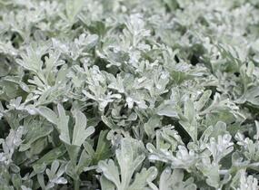 Pelyněk stříbřitý 'Silver Brocade' - Artemisia stelleriana 'Silver Brocade'