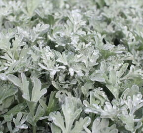 Pelyněk stříbřitý 'Silver Brocade' - Artemisia stelleriana 'Silver Brocade'