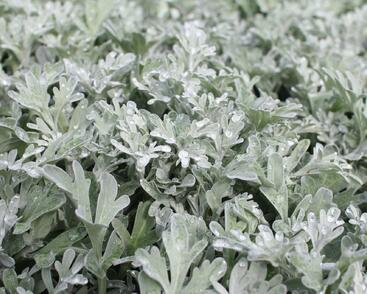 Pelyněk stříbřitý 'Silver Brocade'