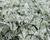 Pelyněk stříbřitý 'Silver Brocade'
