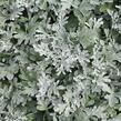 Pelyněk stříbřitý 'Silver Brocade' - Artemisia stelleriana 'Silver Brocade'