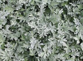 Pelyněk stříbřitý 'Silver Brocade' - Artemisia stelleriana 'Silver Brocade'