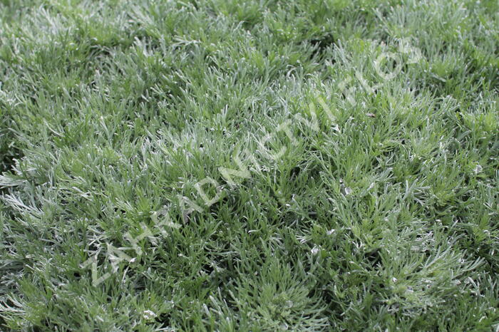 Pelyněk Schmidtův 'Silver Mound' - Artemisia schmidtiana 'Silver Mound'