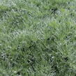 Pelyněk Schmidtův 'Silver Mound' - Artemisia schmidtiana 'Silver Mound'