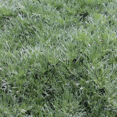 Pelyněk Schmidtův 'Silver Mound' - Artemisia schmidtiana 'Silver Mound'