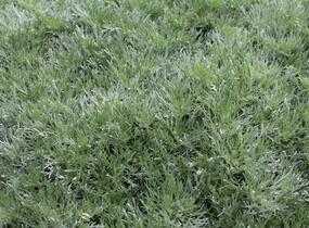 Pelyněk Schmidtův 'Silver Mound' - Artemisia schmidtiana 'Silver Mound'