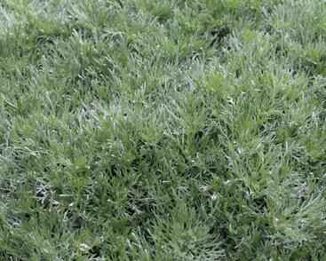 Pelyněk Schmidtův 'Silver Mound'