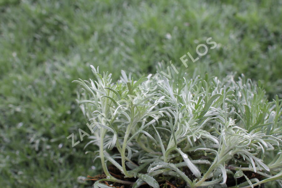 Pelyněk Schmidtův 'Silver Mound' - Artemisia schmidtiana 'Silver Mound'