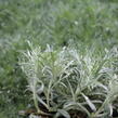 Pelyněk Schmidtův 'Silver Mound' - Artemisia schmidtiana 'Silver Mound'