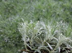 Pelyněk Schmidtův 'Silver Mound' - Artemisia schmidtiana 'Silver Mound'