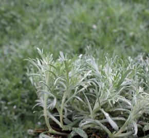 Pelyněk Schmidtův 'Silver Mound' - Artemisia schmidtiana 'Silver Mound'