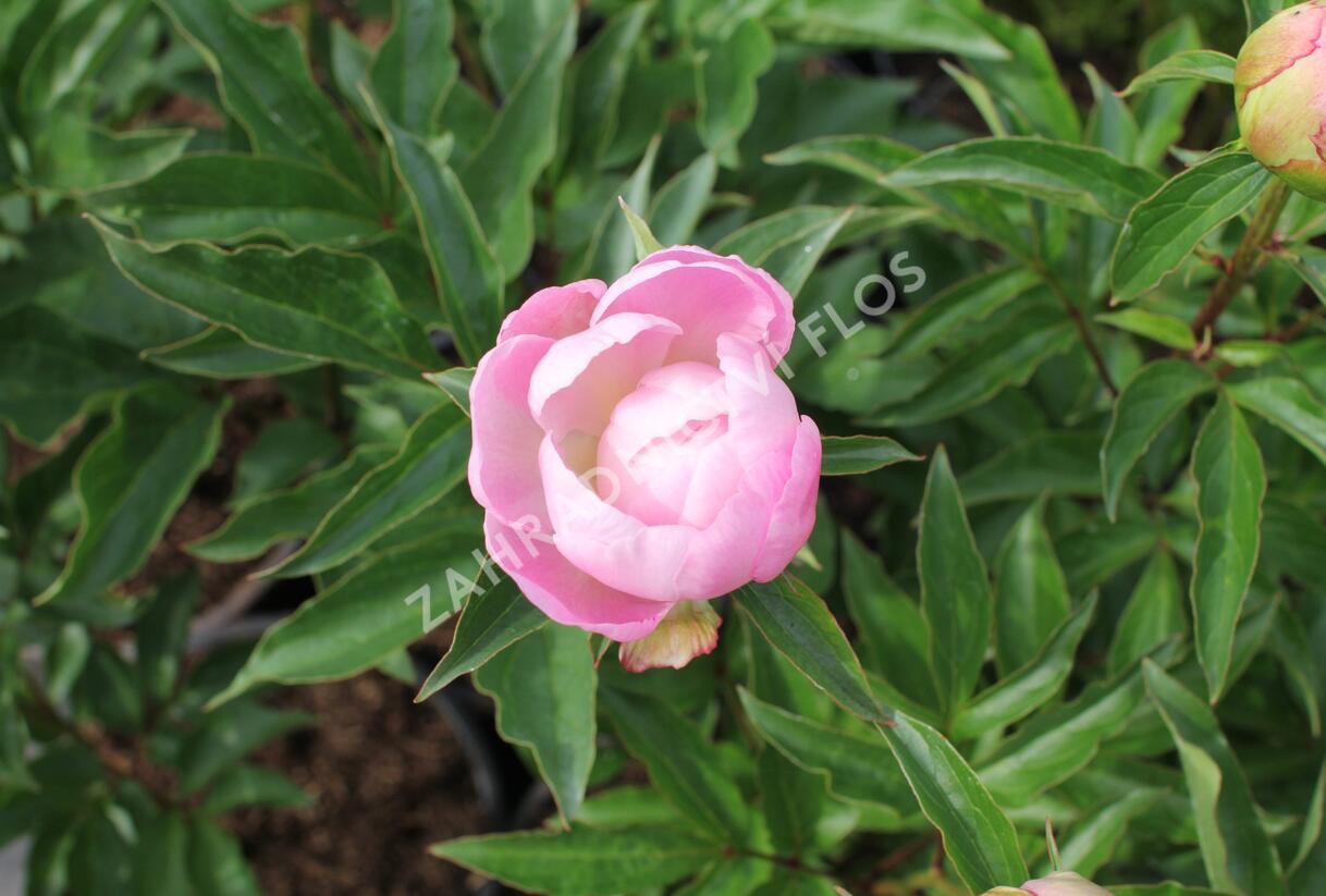Pivoňka bělokvětá 'Catharina Fontijn' - Paeonia lactiflora 'Catharina Fontijn'