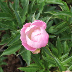 Pivoňka bělokvětá 'Catharina Fontijn' - Paeonia lactiflora 'Catharina Fontijn'