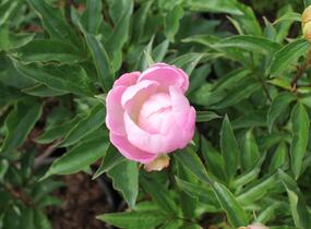 Pivoňka bělokvětá 'Catharina Fontijn' - Paeonia lactiflora 'Catharina Fontijn'