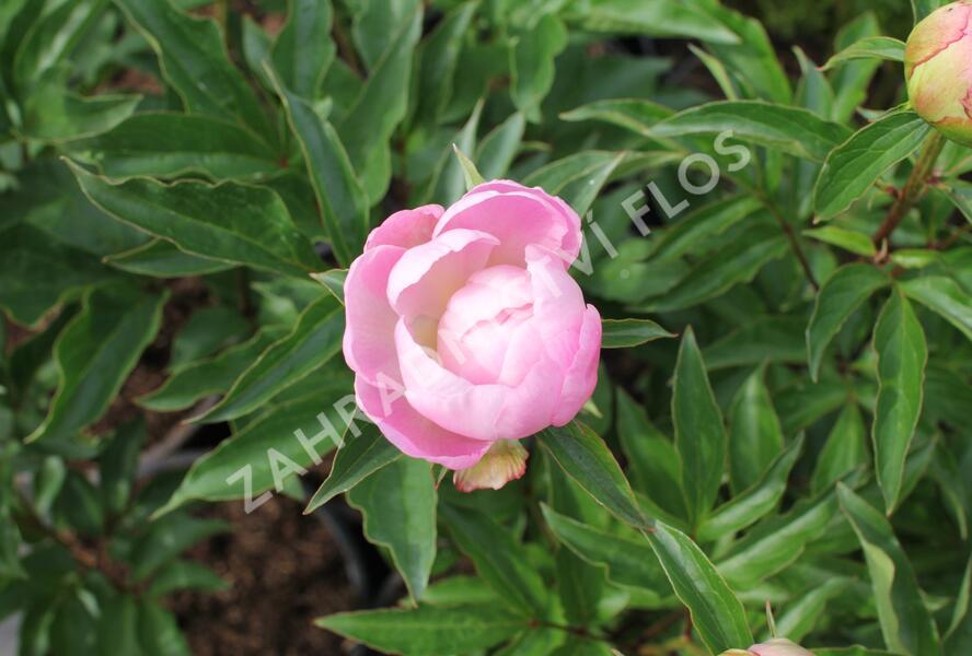 Pivoňka bělokvětá 'Catharina Fontijn' - Paeonia lactiflora 'Catharina Fontijn'