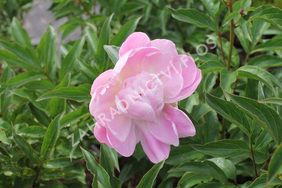 Pivoňka bělokvětá 'Catharina Fontijn' - Paeonia lactiflora 'Catharina Fontijn'
