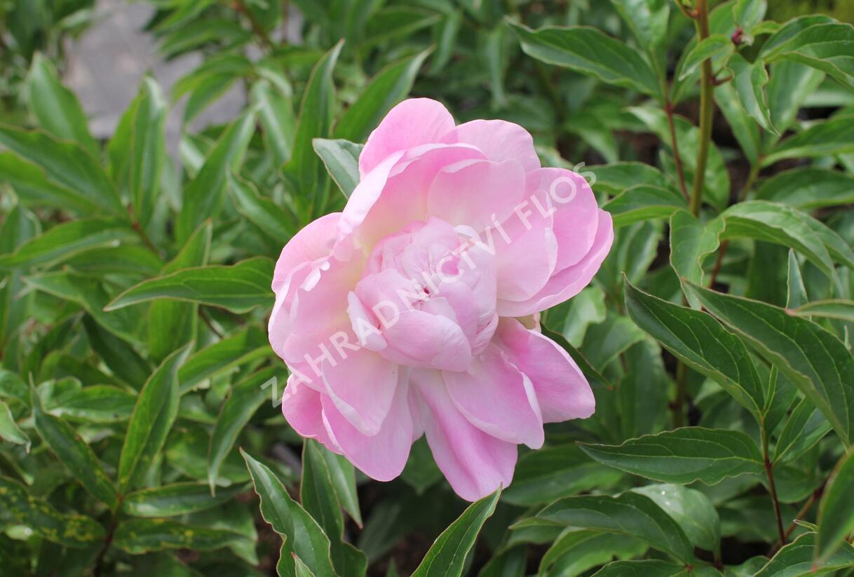 Pivoňka bělokvětá 'Catharina Fontijn' - Paeonia lactiflora 'Catharina Fontijn'